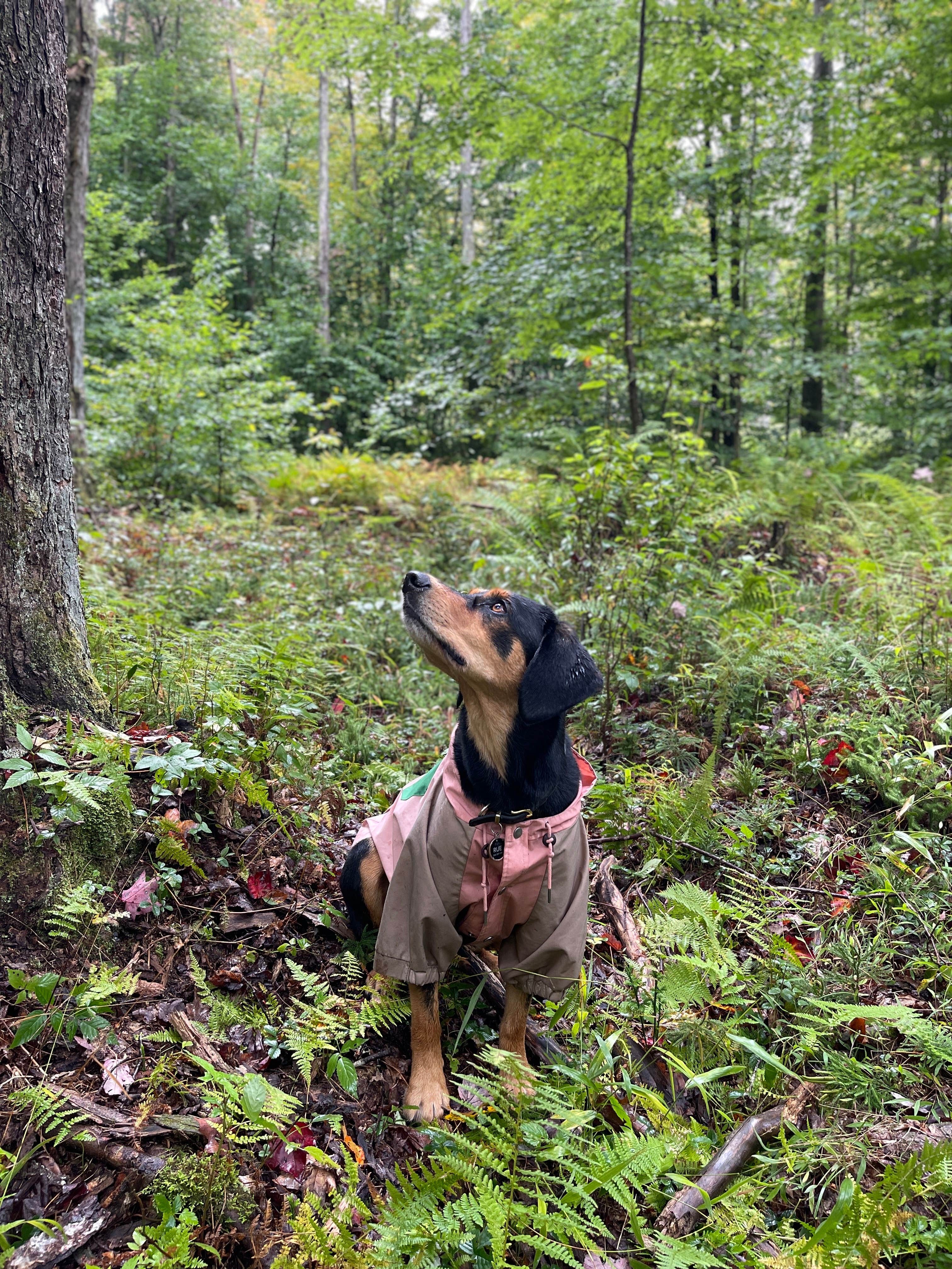 Loleta Road Dispersed Campsite