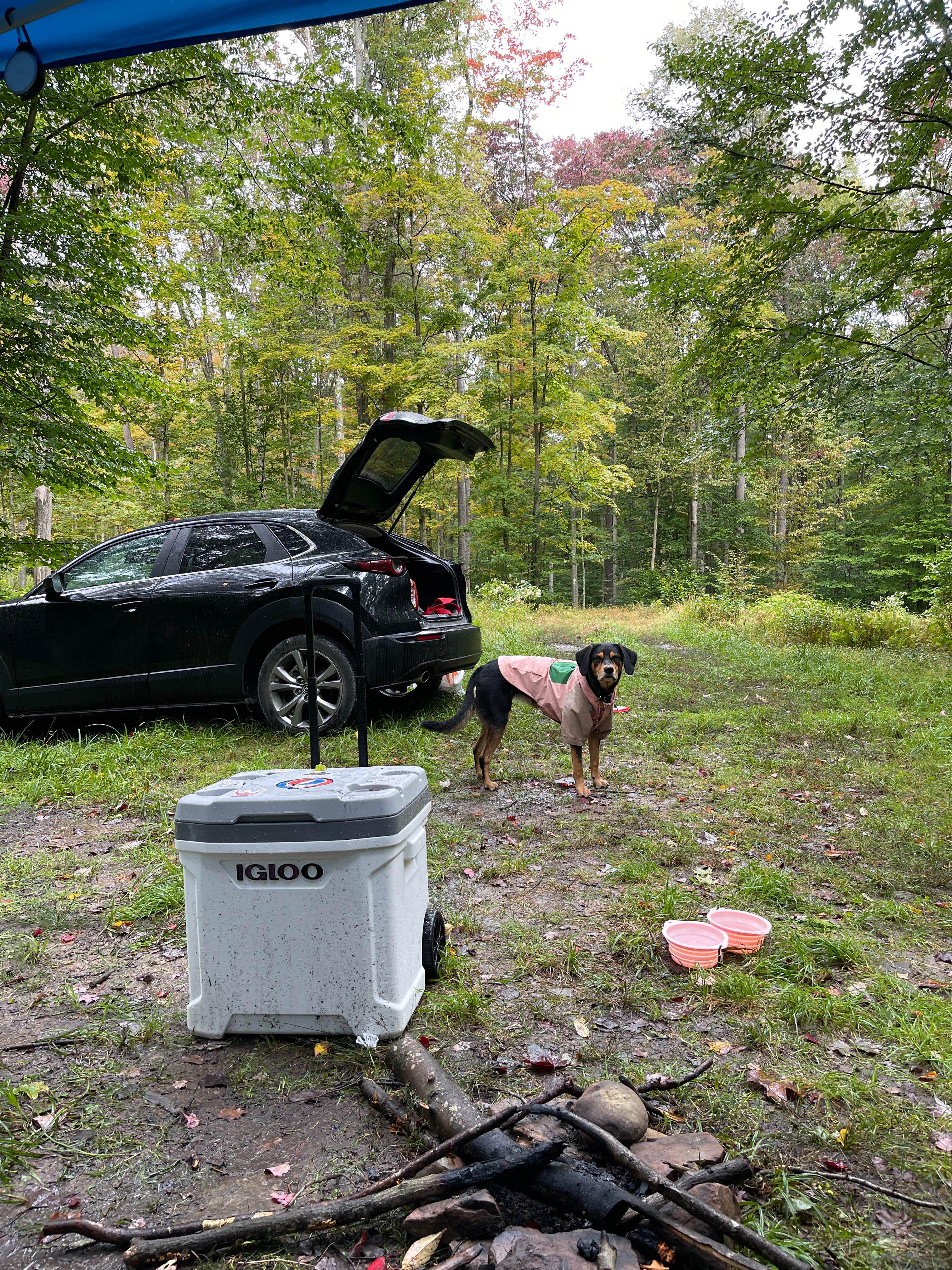 Loleta Road Dispersed Campsite