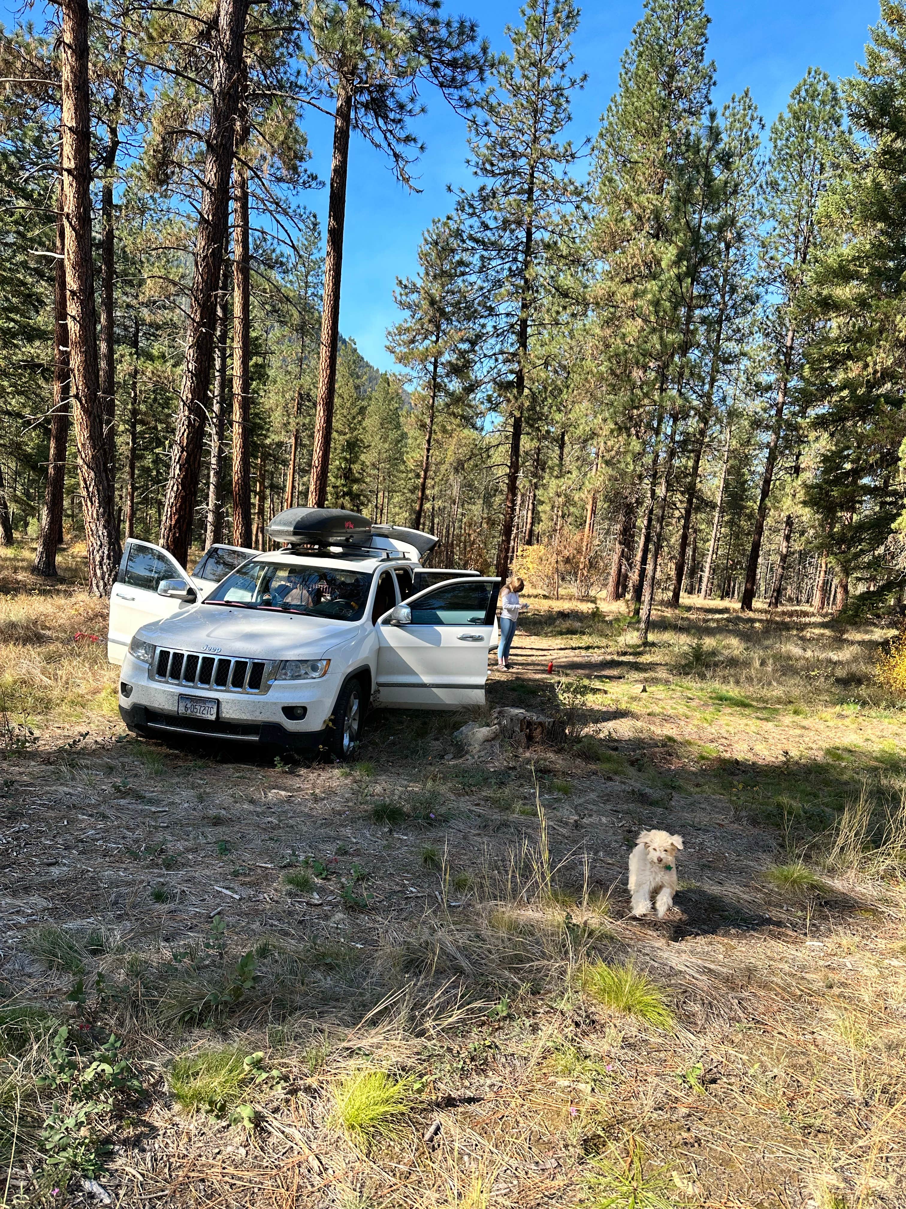 Tracen P.'s photo of camping with pets at Dispersed Site - Lolo National Forest Recreation Area near Plains, MT