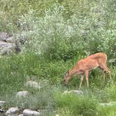 Review photo of Dispersed Site - Lolo National Forest Recreation Area by Jason C., July 18, 2024