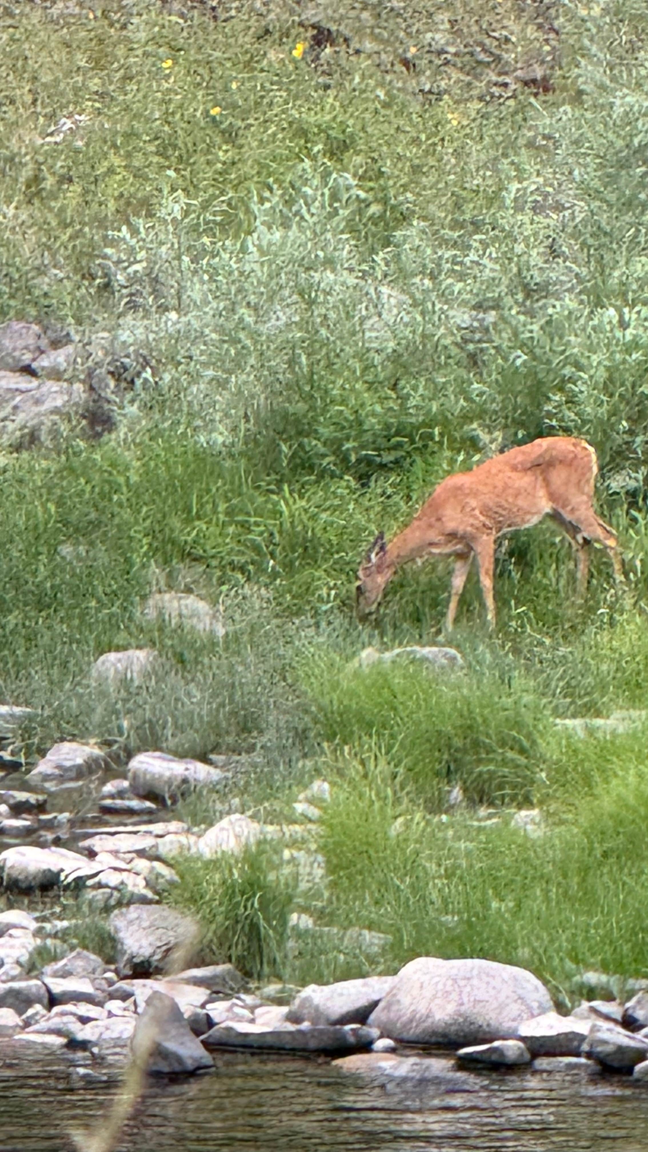 Camper submitted image from Dispersed Site - Lolo National Forest Recreation Area - 3