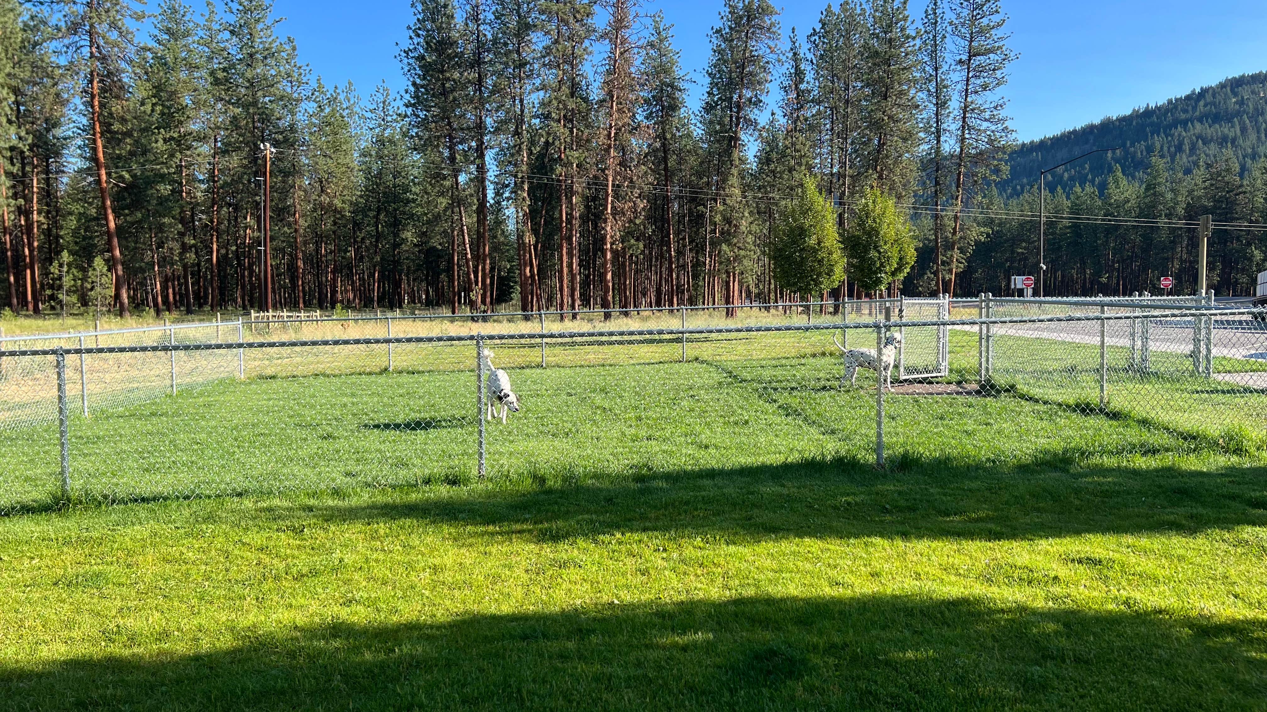 Jules S.'s photo of camping with pets at Lolo National Forest Rest Area near Plains, MT