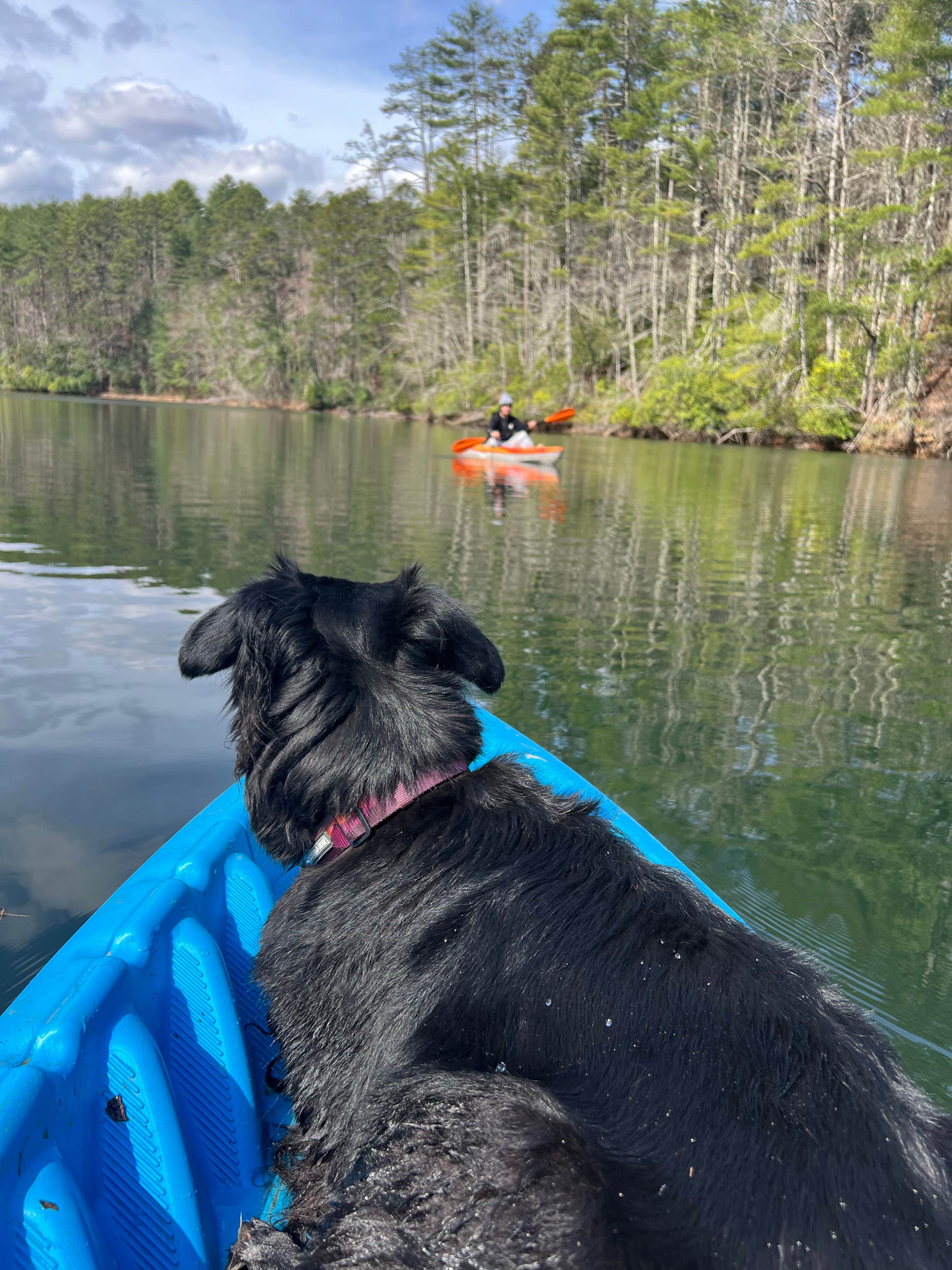 amanda R.'s photo of camping with pets at Long Hungry Road Dispersed Campsites near Marble, NC