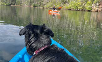 amanda R.'s photo of camping with pets at Long Hungry Road Dispersed Campsites near Fontana Dam, NC