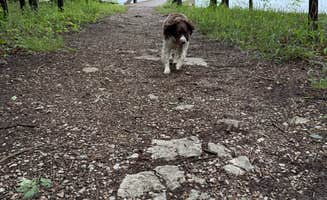 Zeedayz ..'s photo of camping with pets at Long Hunter State Park Campground near Hendersonville, TN