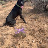 Review photo of Long Jim Loop Campground by Alice S., September 28, 2024