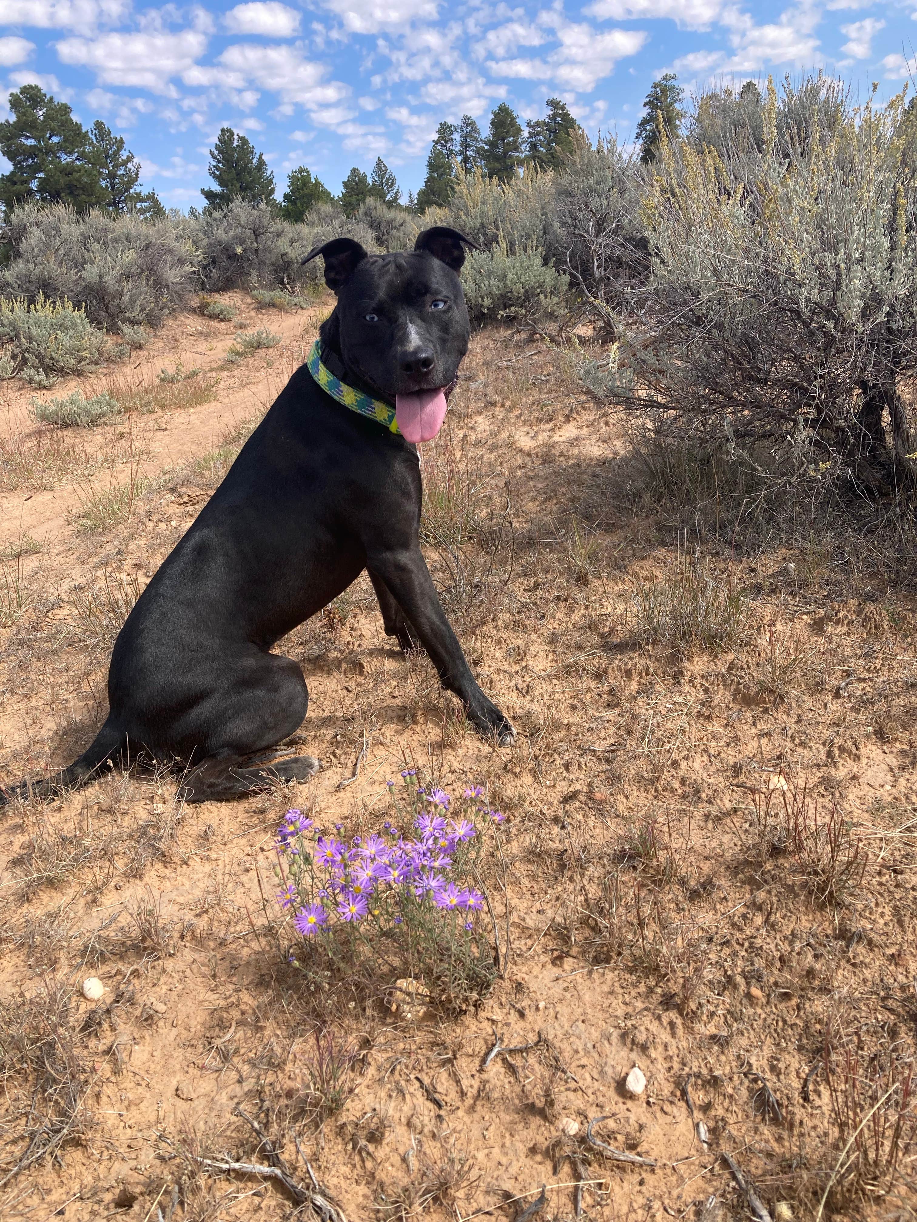 Camper submitted image from Long Jim Loop Campground - 3