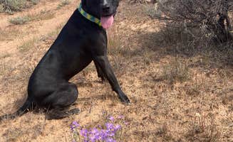 Alice S.'s photo of camping with pets at Long Jim Loop Campground near Grand Canyon National Park
