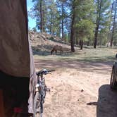 Review photo of Long Jim Loop Campground by Jason P., April 29, 2026