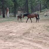 Review photo of Long Jim Loop Campground by Jason P., April 29, 2026