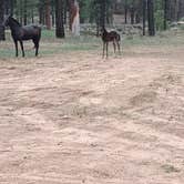 Review photo of Long Jim Loop Campground by Jason P., April 29, 2026