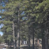 Review photo of Long Jim Loop Campground by Andrew H., February 24, 2026