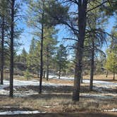 Review photo of Long Jim Loop Campground by Andrew H., February 24, 2026