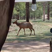 Review photo of Long Jim Loop Campground by Jason P., April 29, 2026