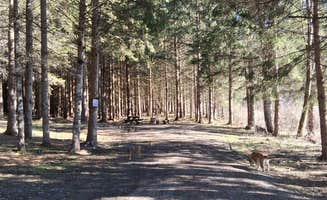 Emily M.'s photo of camping with pets at Long Pond Campground near South Plymouth, NY