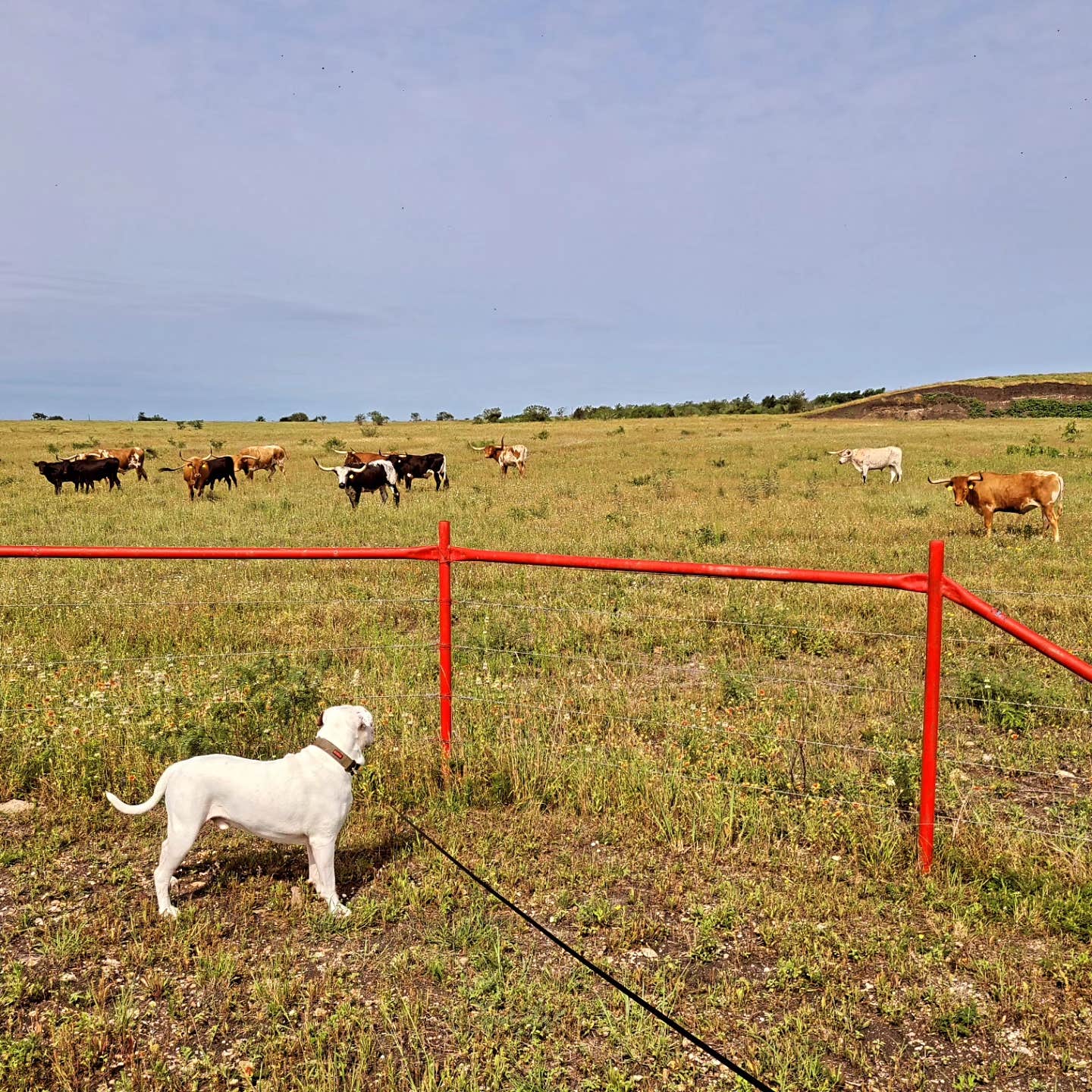 Camper-submitted photo at Longhorn RV Resort near Wimberley, TX