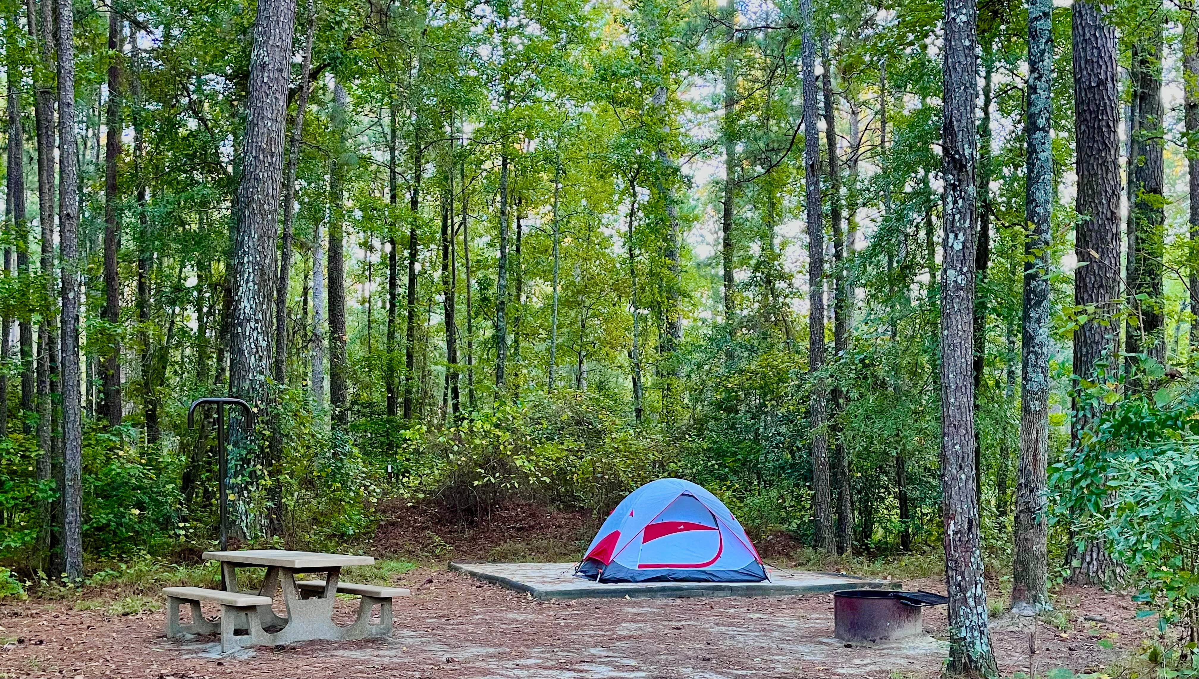 Kim L.'s photo at Longleaf Campground — Congaree National Park near West Columbia, SC