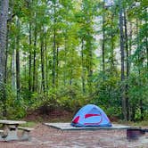 Review photo of Longleaf Campground — Congaree National Park by Kim L., November 17, 2024