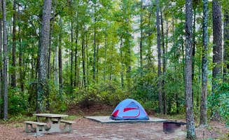 Kim L.'s photo at Longleaf Campground — Congaree National Park near St. Matthews, SC