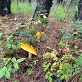 Review photo of Longleaf Campground — Congaree National Park by Veronica S., June 20, 2025