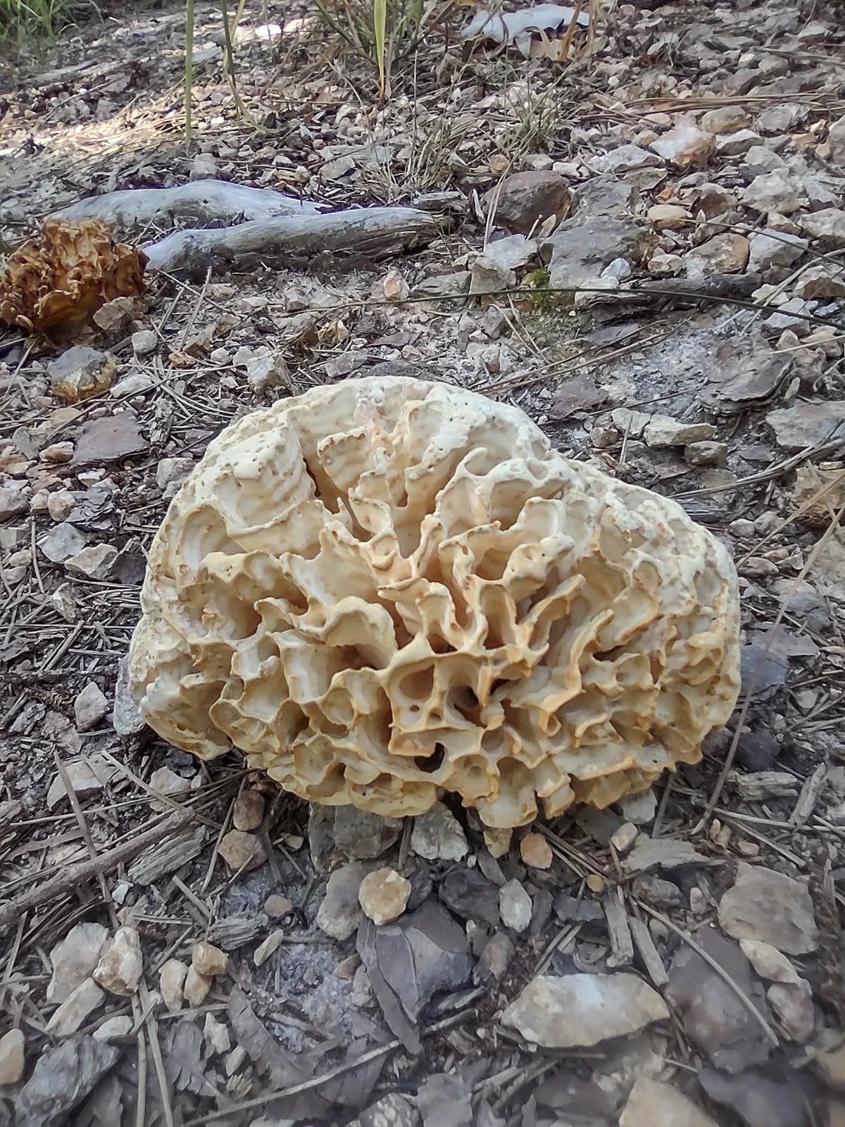 Camper-submitted photo at Lookout Tower Road near Fayetteville, AR