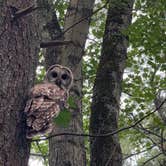 Review photo of Lorraine Park Campground — Harold Parker State Forest by Sherree C., July 17, 2026