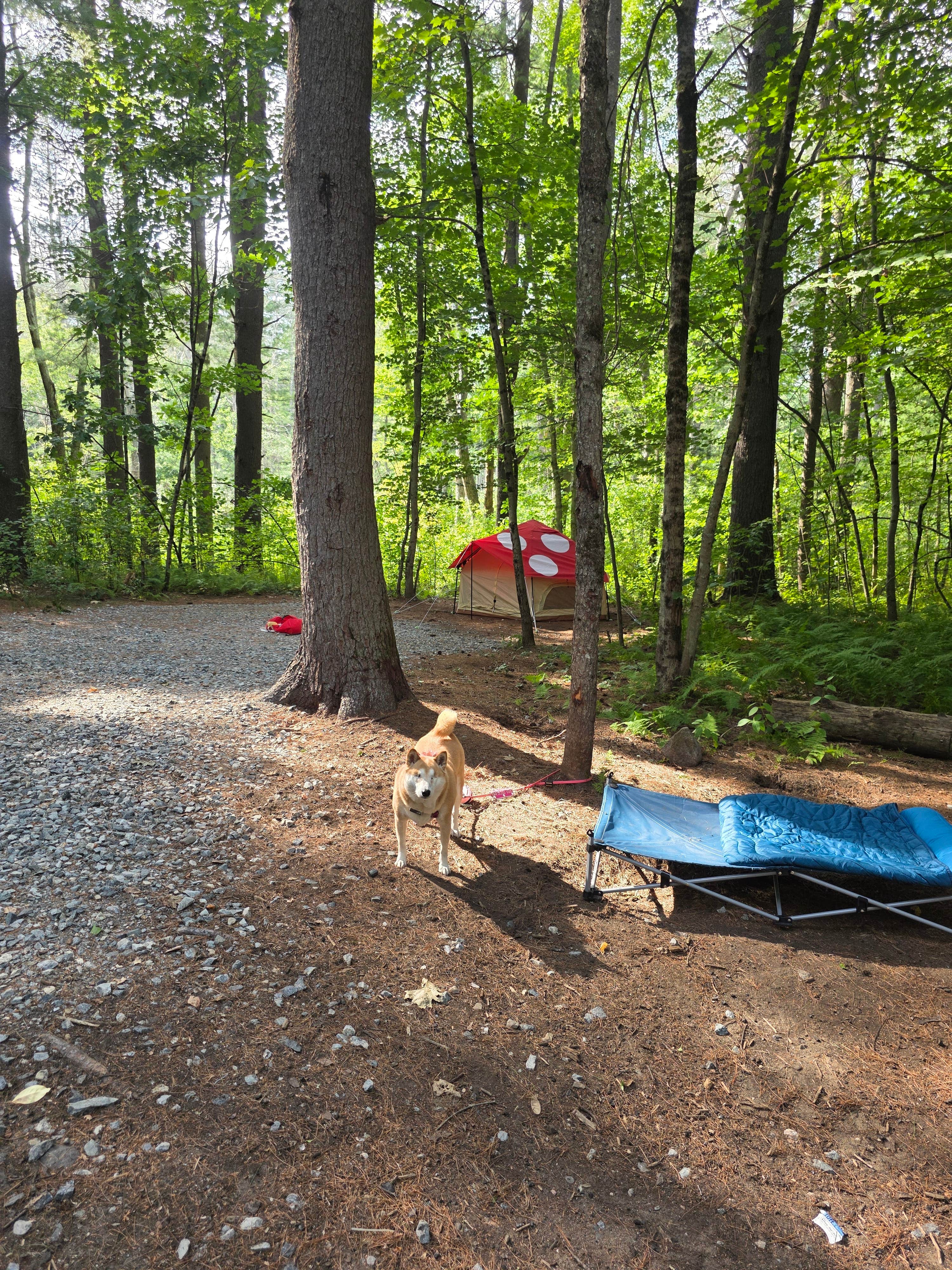Nicole S.'s photo at Lorraine Park Campground — Harold Parker State Forest near Wakefield, MA