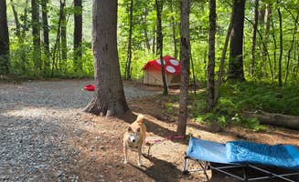 Nicole S.'s photo of camping with pets at Lorraine Park Campground — Harold Parker State Forest near Salem, MA