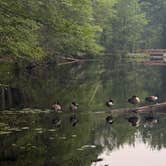 Review photo of Lorraine Park Campground — Harold Parker State Forest by Sherree C., July 17, 2026