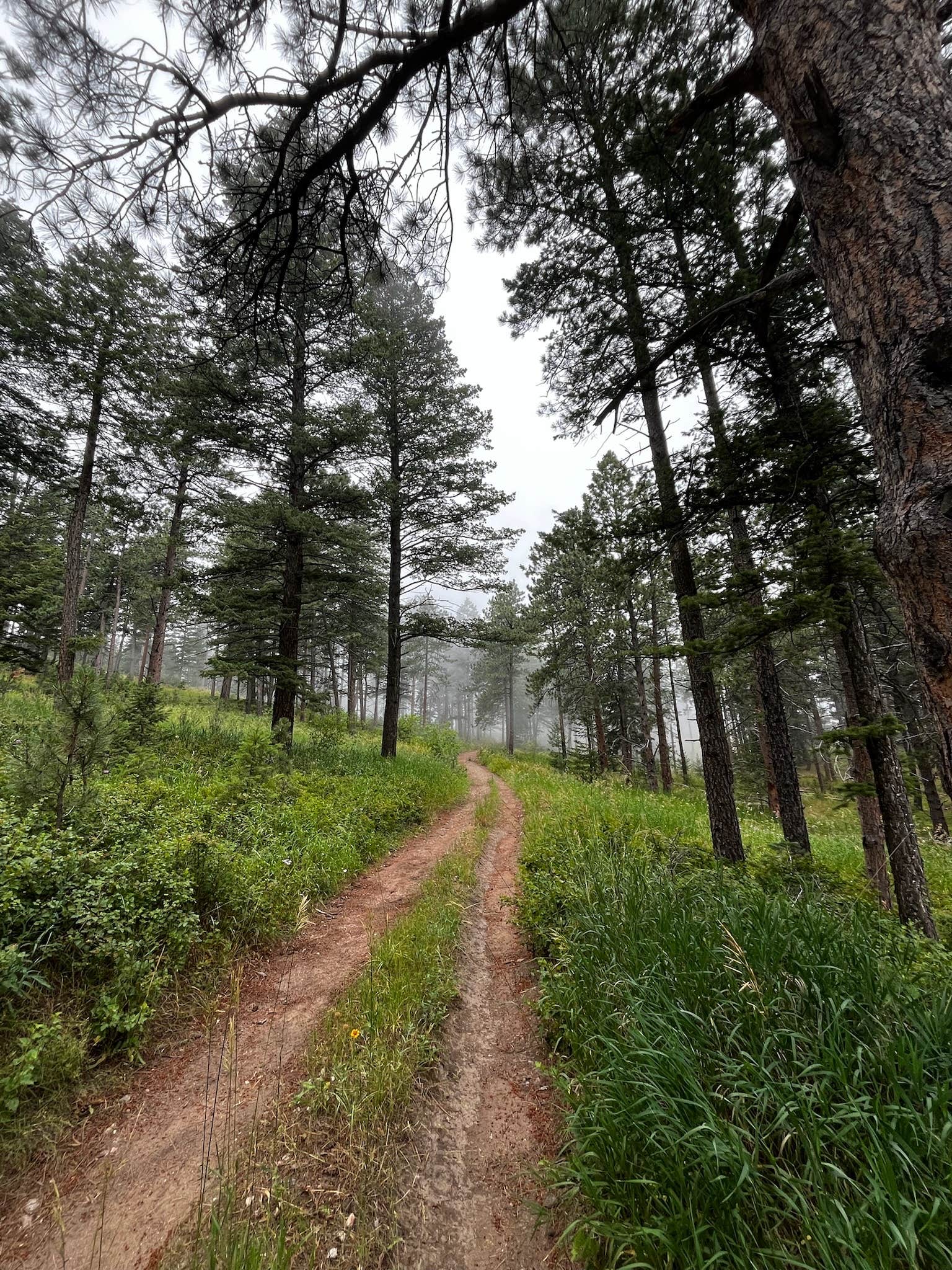 Camper submitted image from Lory State Park Backcountry Campsites - 1