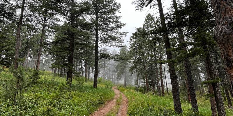 Camper submitted image from Lory State Park Backcountry Campsites