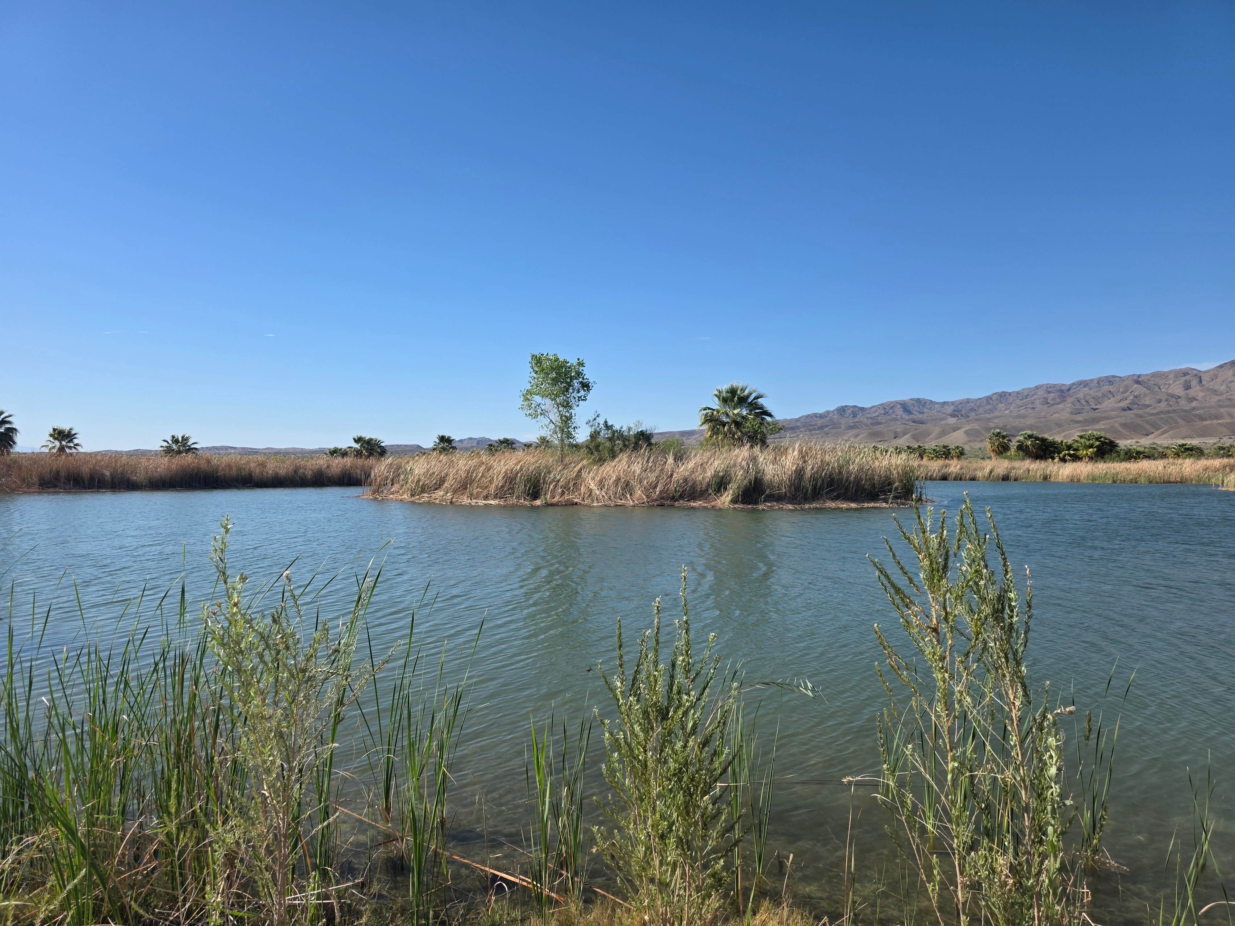 Camper-submitted photo at Los Palmas Oasis near Thermal, CA