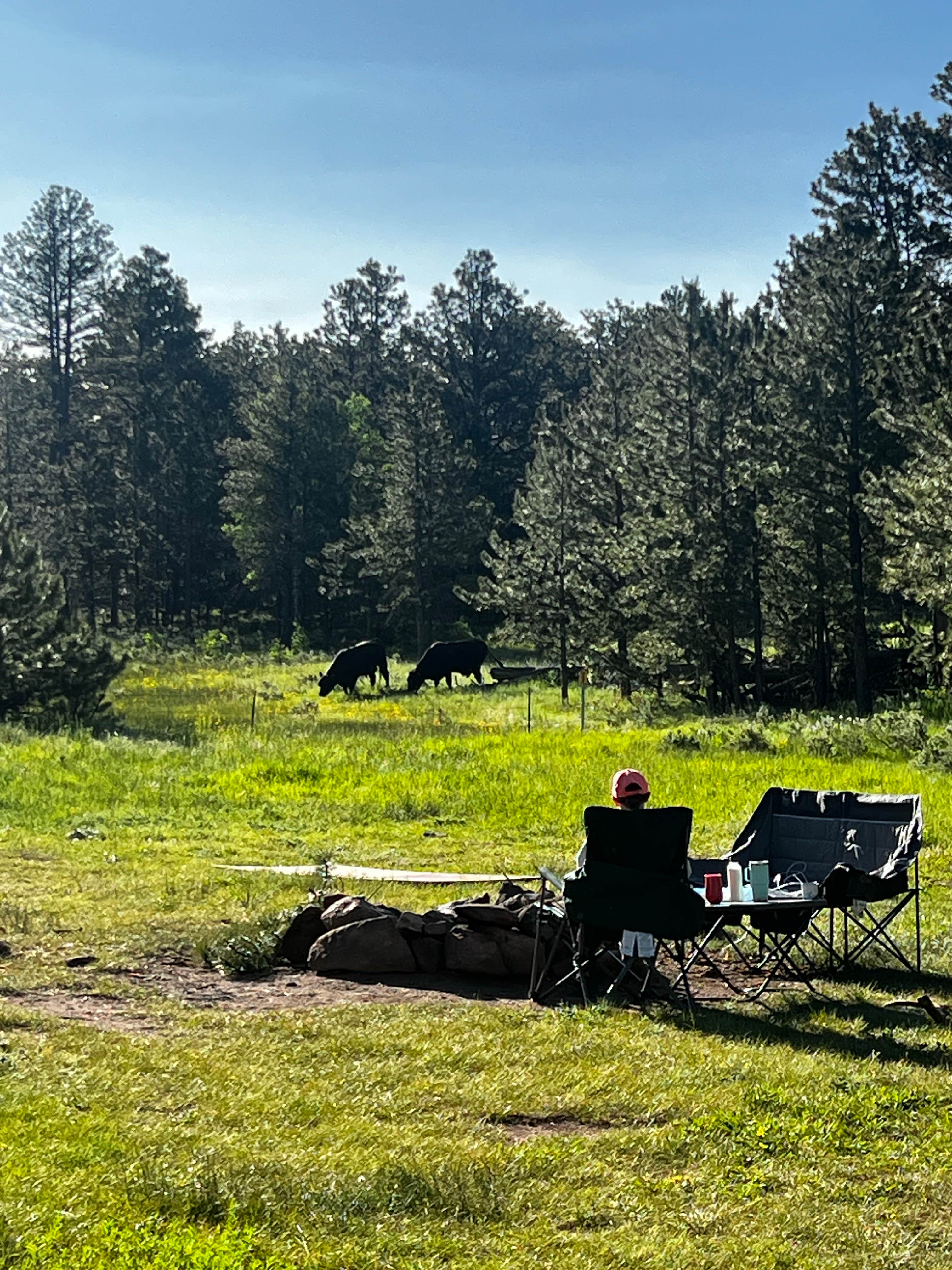 Camper-submitted photo at Lost Lake Dispersed near Livermore, CO