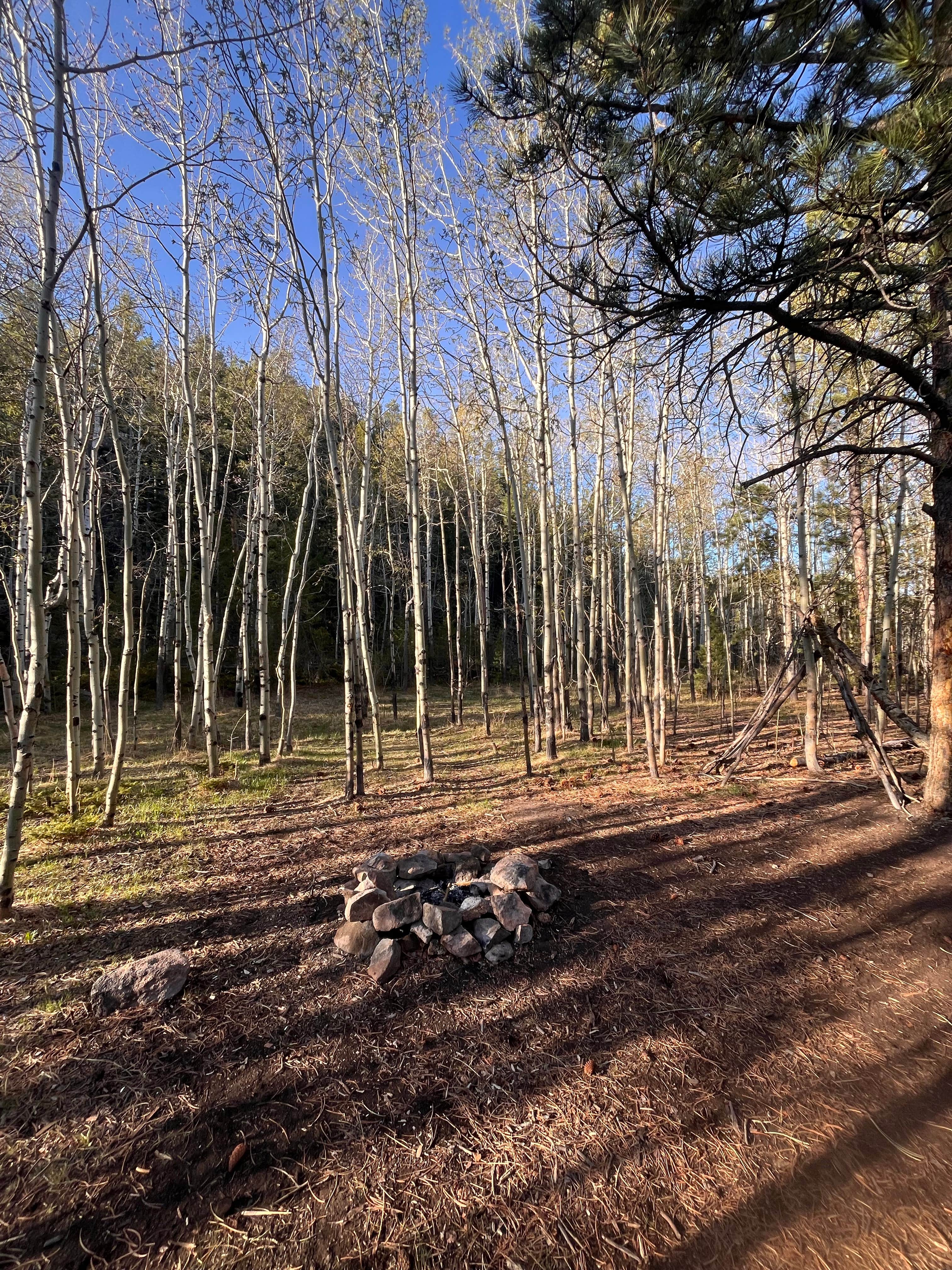 Camper-submitted photo at Lost Lake Dispersed near Red Feather Lakes, CO
