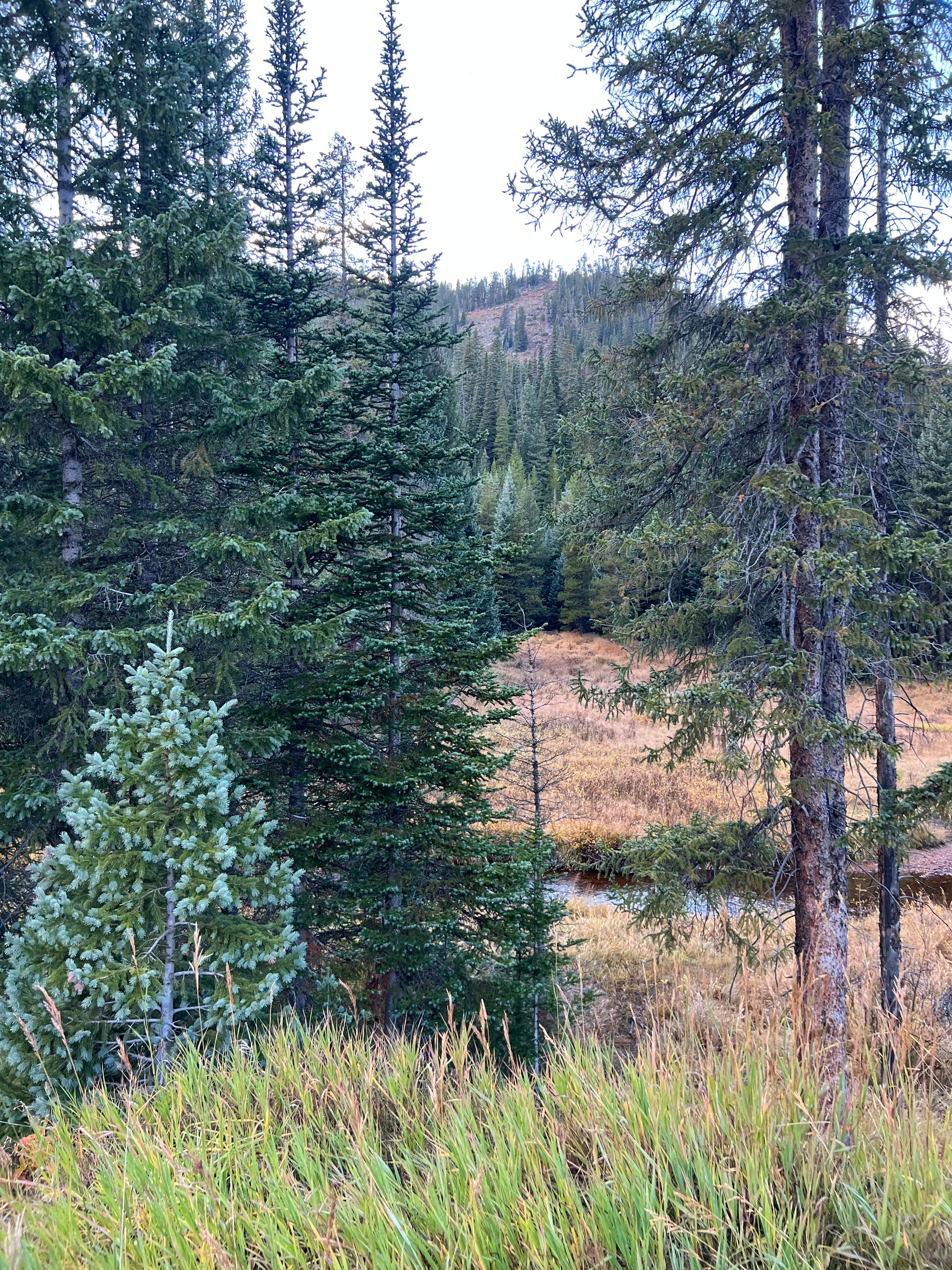Camping near St. Louis Creek Campground: The Lost Site - Dispersed Campsite, Winter Park, Colorado