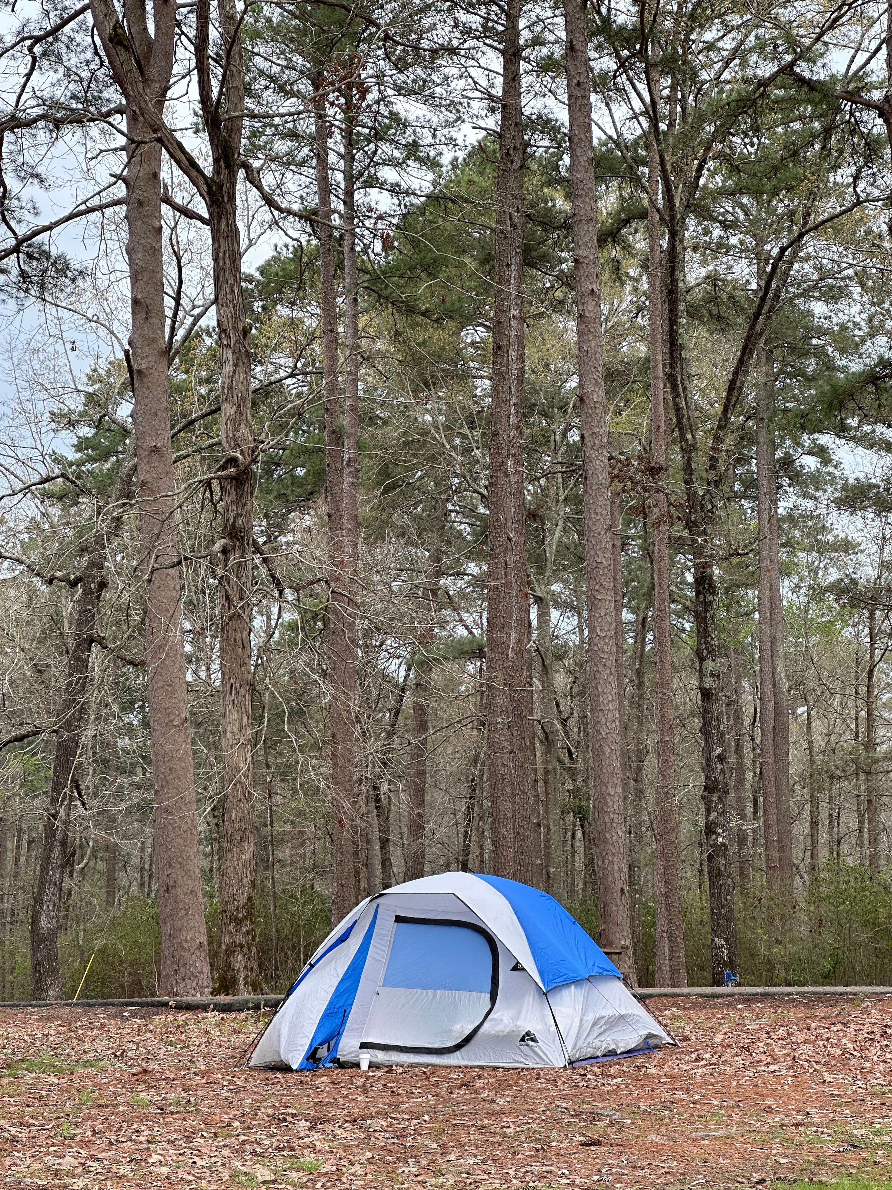 Brandon R.'s photo at Corney Lake South Shore Campground near Minden, LA