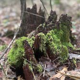 Review photo of Corney Lake South Shore Campground by Brandon R., March 19, 2024