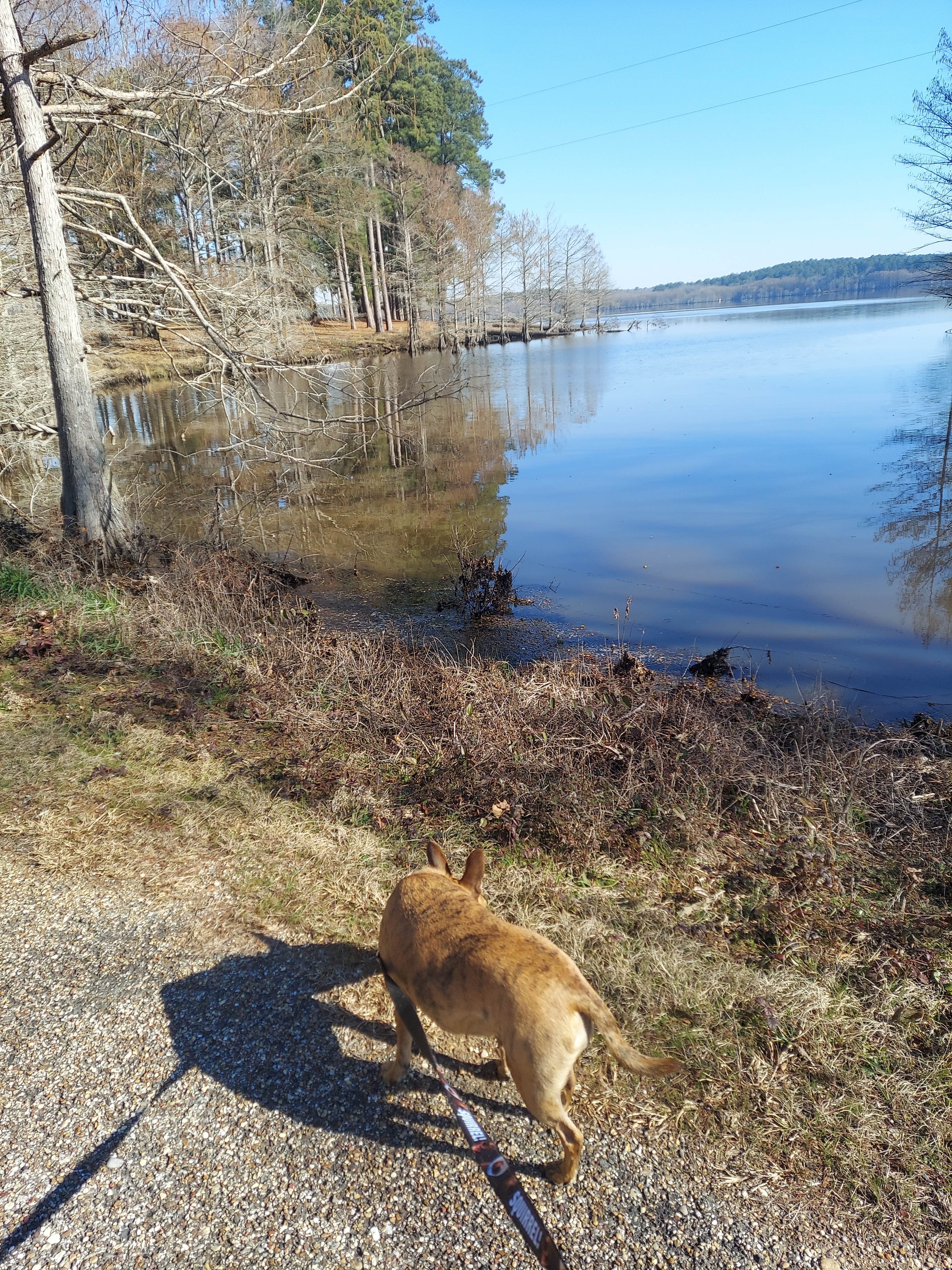 Lea B.'s photo of camping with pets at Corney Lake South Shore Campground near Fairbanks, LA