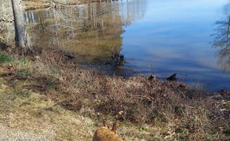 Lea B.'s photo of camping with pets at Corney Lake South Shore Campground near McNeil, AR