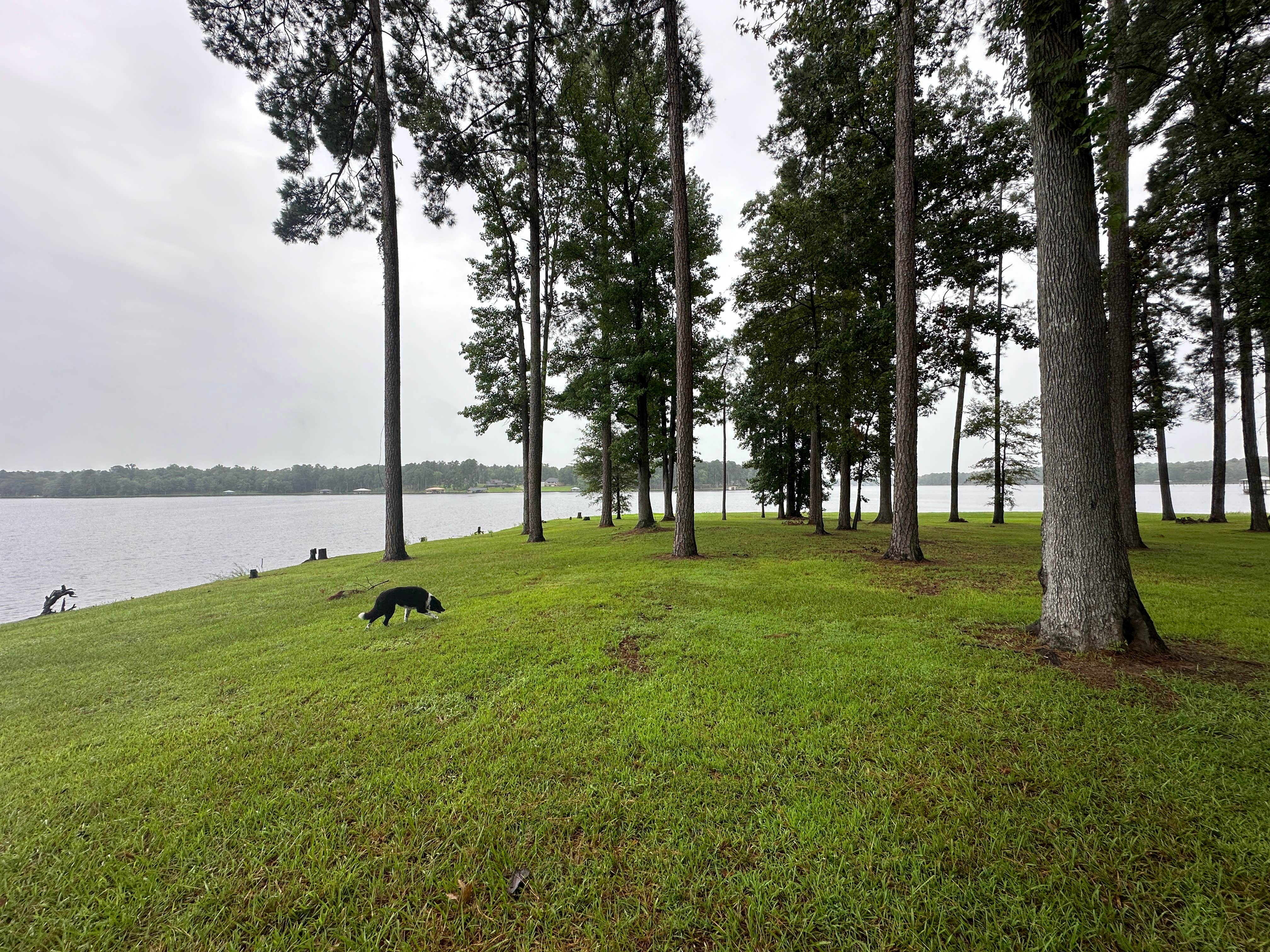 Briana's photo of camping with pets at Cypress Black Bayou Recreation Area near Bossier City, LA