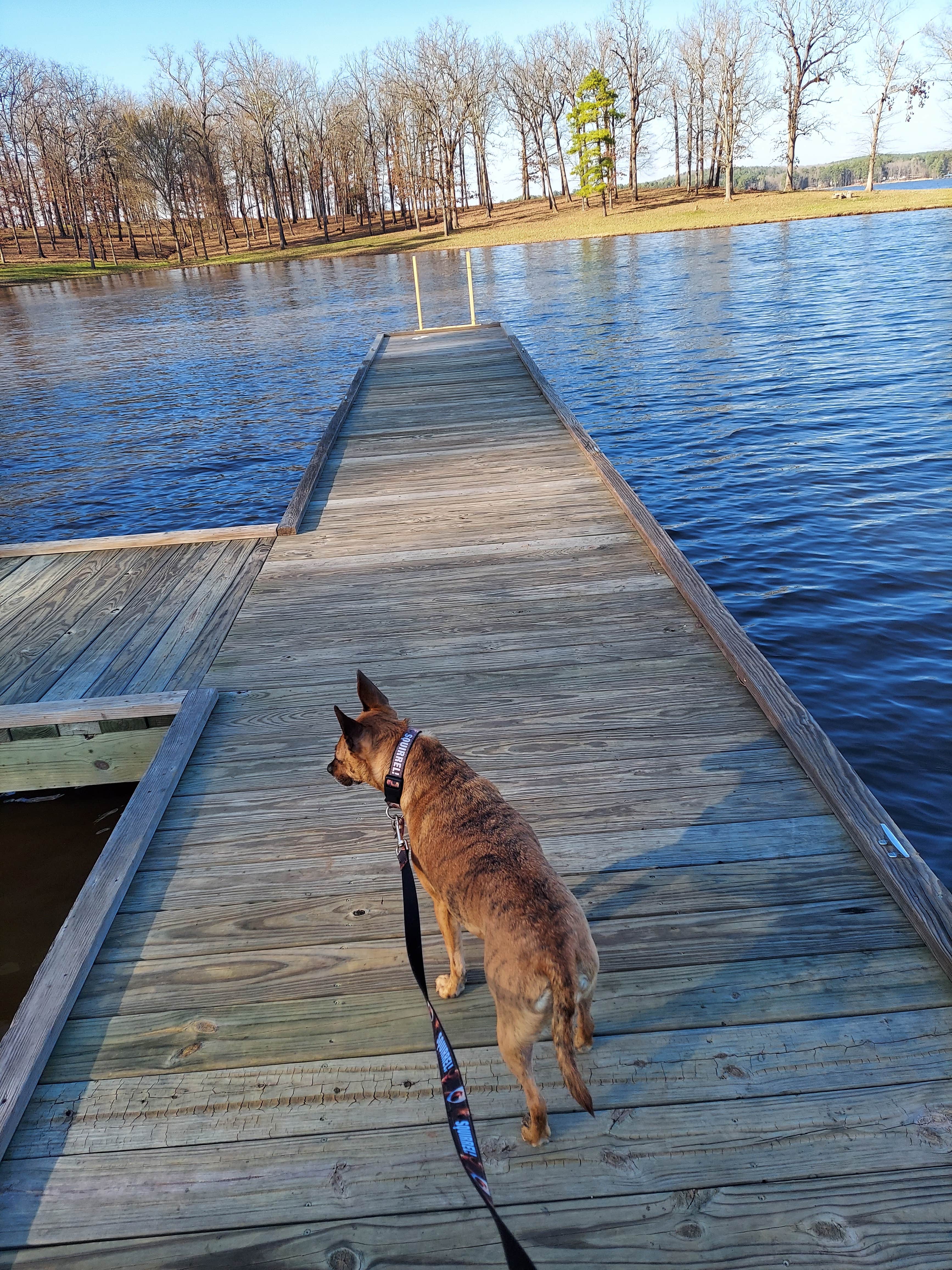 Lea B.'s photo of camping with pets at Cypress Black Bayou Recreation Area near Blanchard, LA