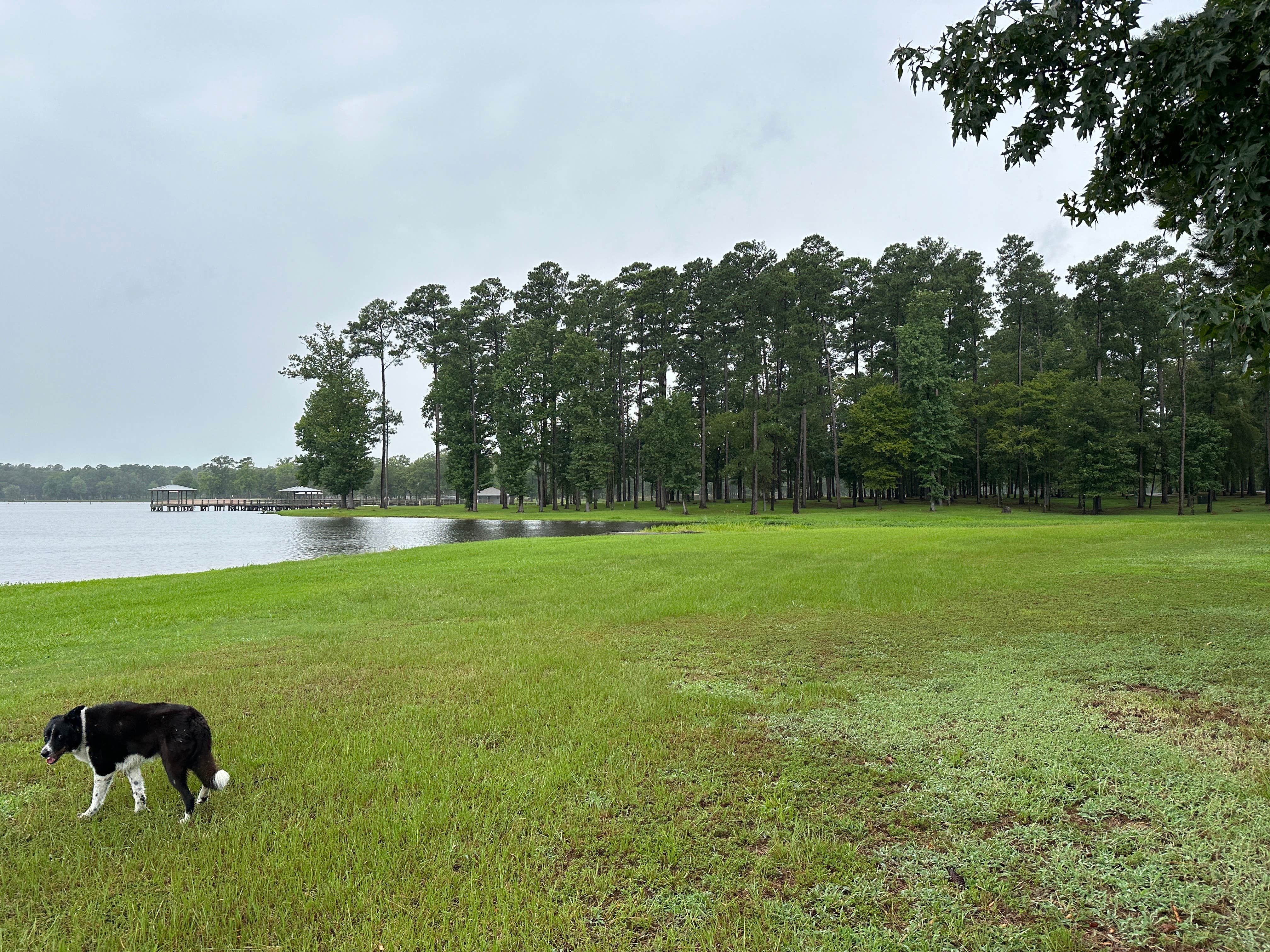 Briana's photo of camping with pets at Cypress Black Bayou Recreation Area near Keithville, LA