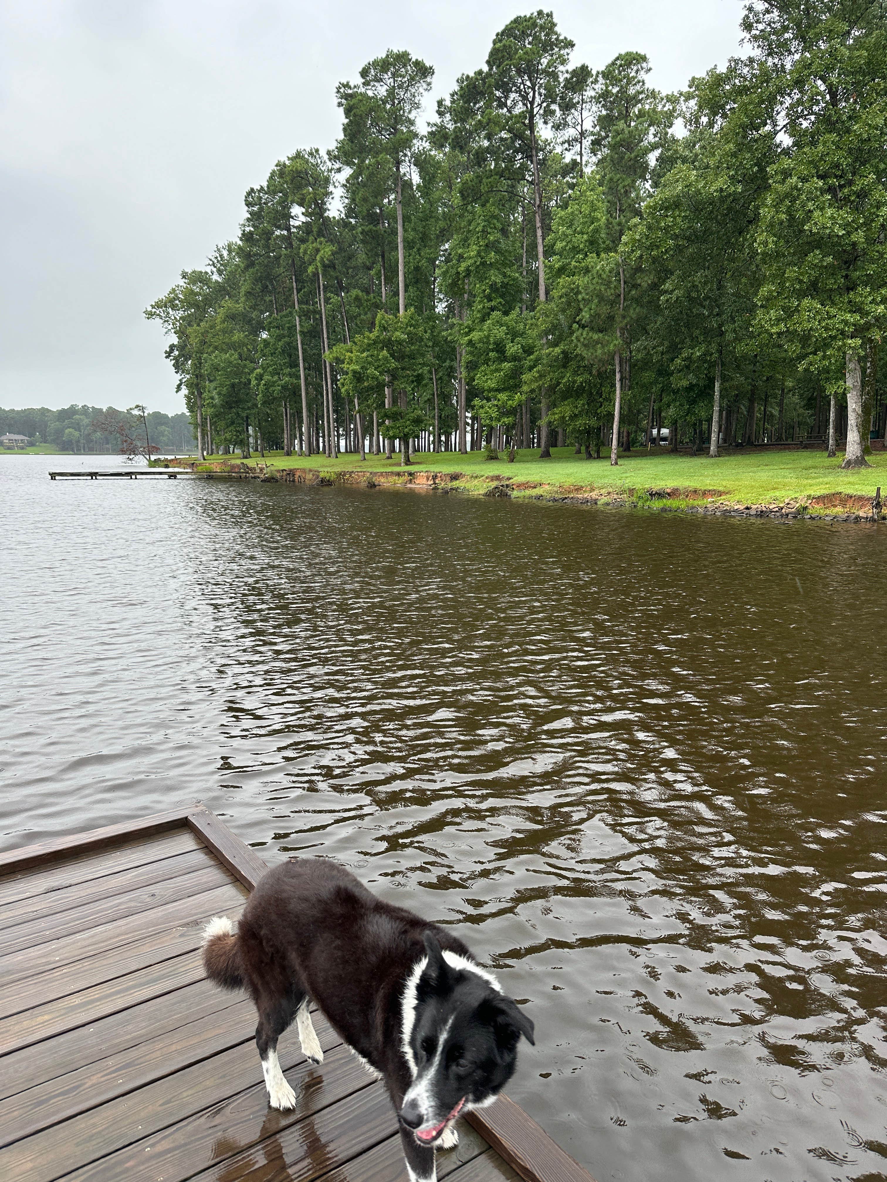 Briana's photo of camping with pets at Cypress Black Bayou Recreation Area near Bossier City, LA