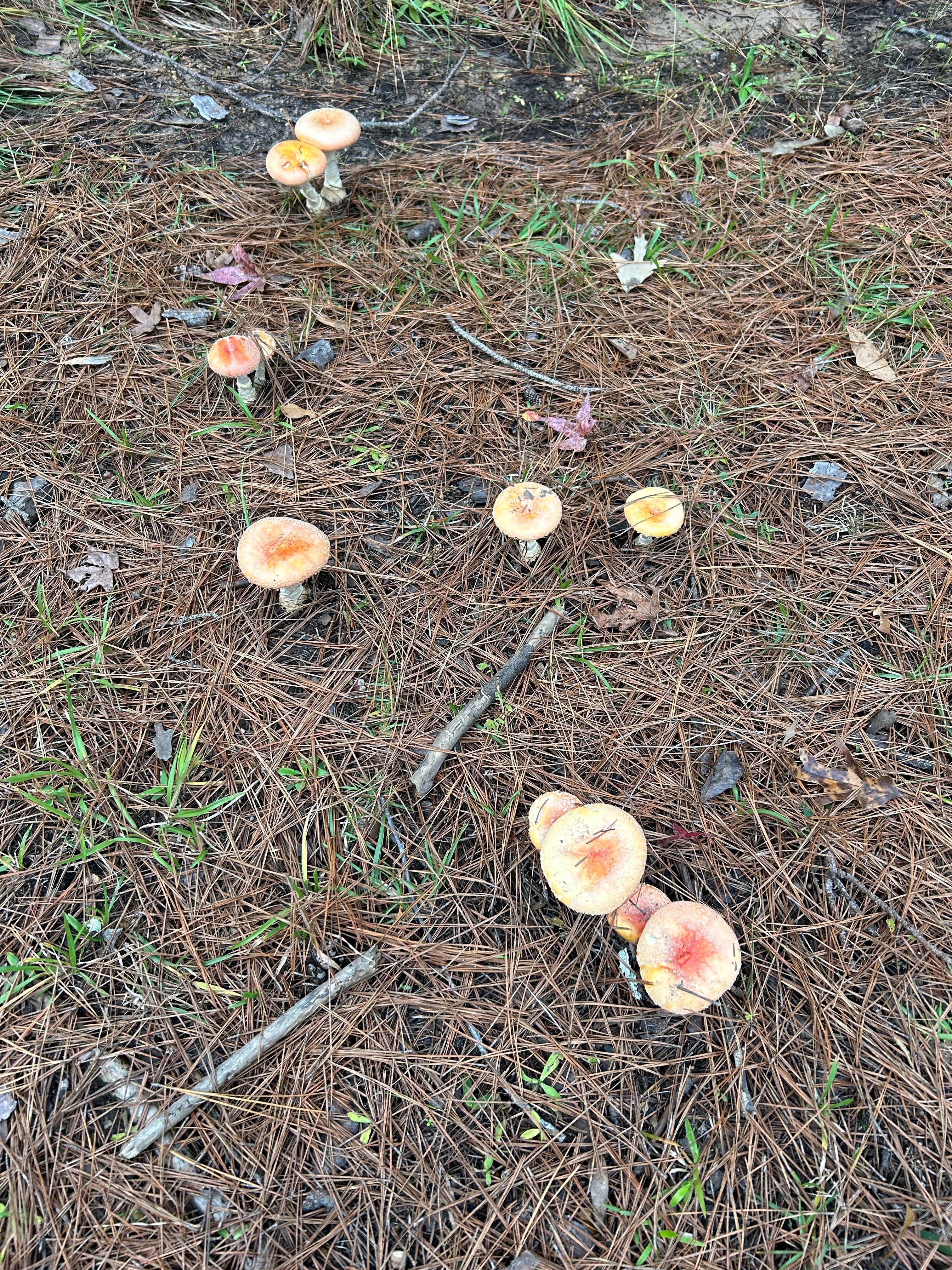 Camping near Lotus Camp: Dogwood Camp, Provencal, Louisiana