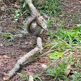 Review photo of Fontainebleau State Park Campground by Megin F., June 7, 2024