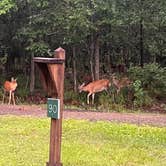 Review photo of Fontainebleau State Park Campground by Megin F., June 2, 2024