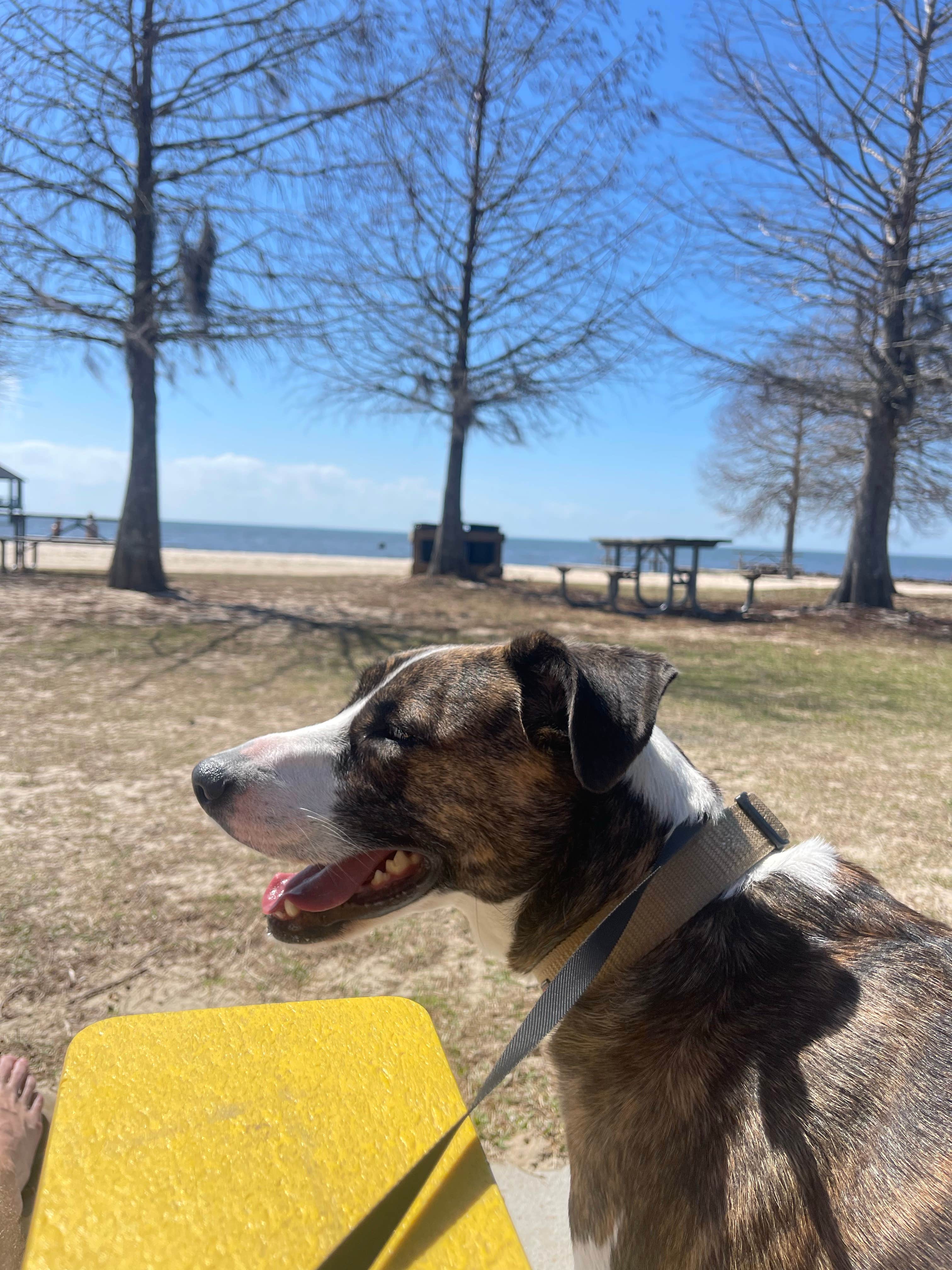 Greg M.'s photo of camping with pets at Fontainebleau State Park Campground near Metairie, LA