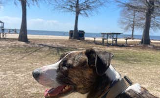 Greg M.'s photo of camping with pets at Fontainebleau State Park Campground near New Orleans, LA