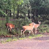 Review photo of Fontainebleau State Park Campground by Megin F., June 2, 2024