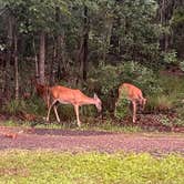 Review photo of Fontainebleau State Park Campground by Megin F., June 2, 2024